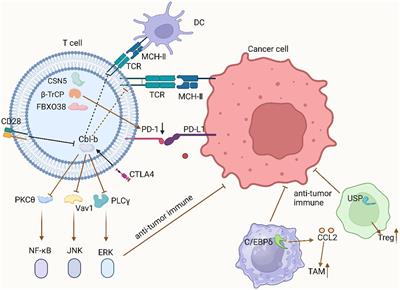 The ubiquitin-proteasome system in the tumor immune microenvironment: a key force in combination therapy